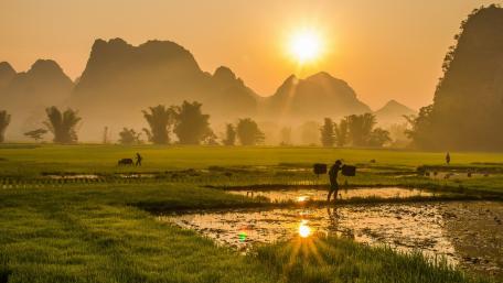 Golden Horizon Over Serene Rice Fields wallpaper