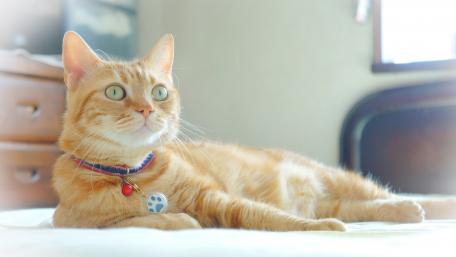 Charming Ginger Cat Relaxing at Home wallpaper