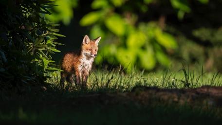 Fox in Sunlight Among Greenery wallpaper