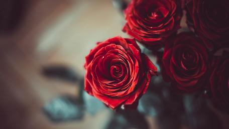 Red Roses in Full Bloom wallpaper