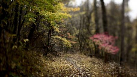 Tranquil Autumn Pathway in Nature wallpaper
