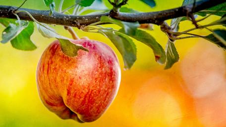 Vibrant Apple Hanging from a Branch wallpaper