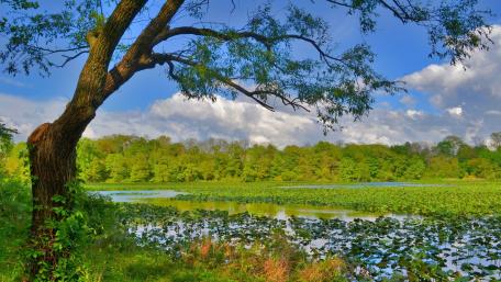 Serene Lakeside Escape Amidst Lush Greenery wallpaper