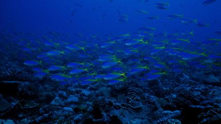 Underwater Harmony in Vibrant Blue Waters wallpaper
