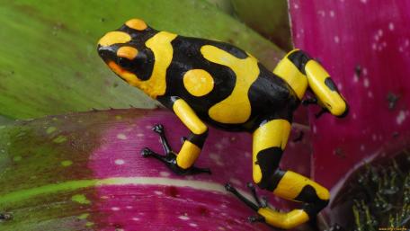 Vibrant Yellow and Black Poison Frog in Lush Greenery wallpaper