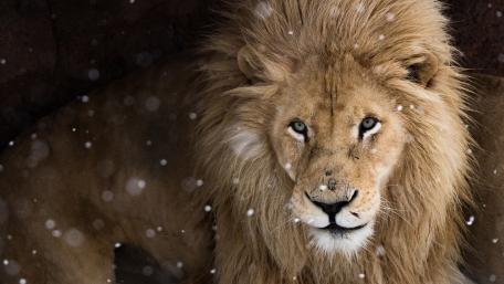 Majestic Lion in a Snowy Landscape wallpaper