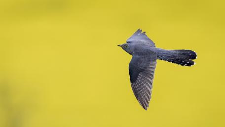 Majestic Bird in Flight Over Vibrant Landscape wallpaper