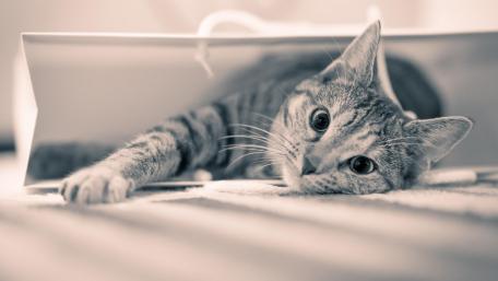 Curious Cat Exploring Hidden Spaces wallpaper