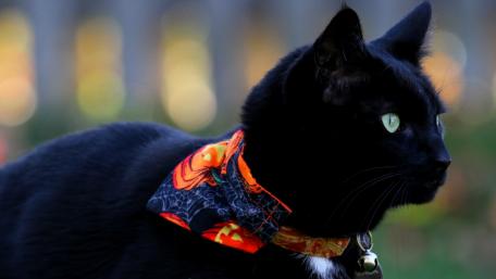 Mystical Black Cat in Autumn Scarf wallpaper