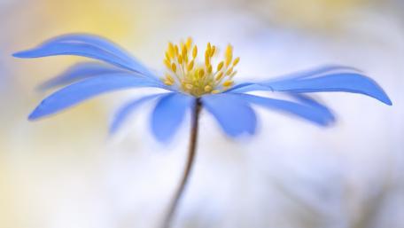 Delicate Blue Bloom in Soft Focus wallpaper