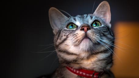 Elegant Cat Gazing Intently wallpaper