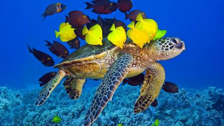 Majestic Turtle Surrounded by Colorful Fish wallpaper