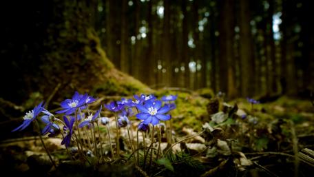 Enchanting Purple Flowers in a Forest Setting wallpaper