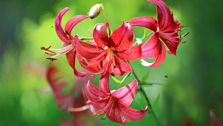 Vibrant Red Lilies in Bloom wallpaper
