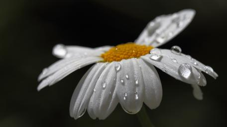 Delicate Daisy Blossom Covered in Dew Drops wallpaper