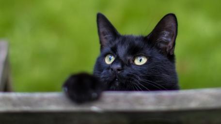Mystical Black Cat Gazing into the Distance wallpaper