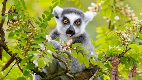 Curious Lemur in Nature's Embrace wallpaper