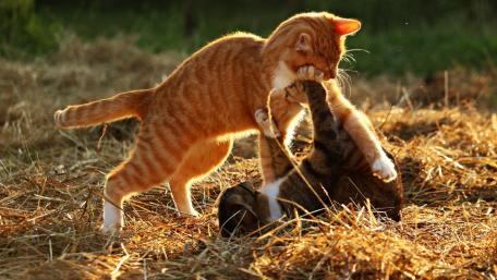 Playful Cats in the Sunshine wallpaper