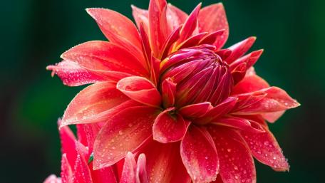 Vibrant Red Dahlia in Bloom wallpaper