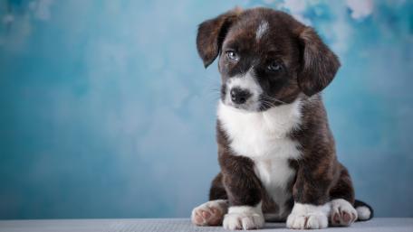 Cute Puppy Portrait Against a Soft Blue Background wallpaper