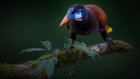 Colorful Bird Perched on a Branch wallpaper