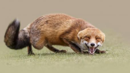 Playful Fox in a Natural Setting wallpaper