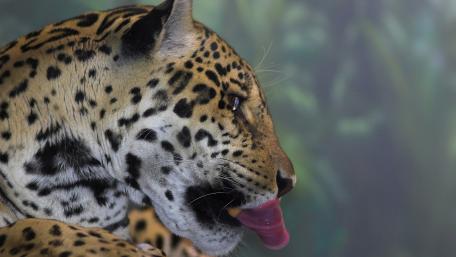 Majestic Jaguar in Natural Habitat wallpaper