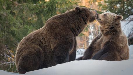 Bears Sharing a Heartwarming Moment in the Snowy Wilderness wallpaper