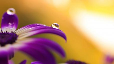 Nature's Vibrant Petals with Dewy Elegance wallpaper