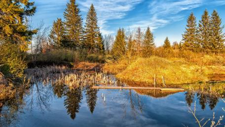 Serene Reflections of Nature's Beauty wallpaper
