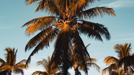 Golden Palm Paradise Awaits You wallpaper