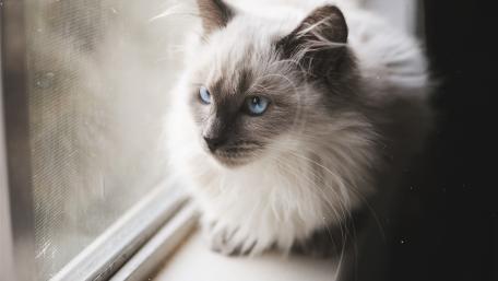 Fluffy Cat by the Window wallpaper