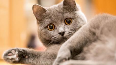 Charming Gray Cat with Striking Eyes wallpaper