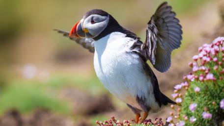 Charming Puffin in Nature's Embrace wallpaper