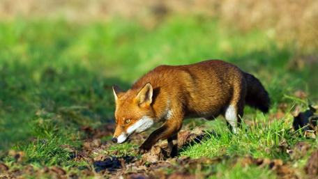 Graceful Fox in Natural Habitat wallpaper