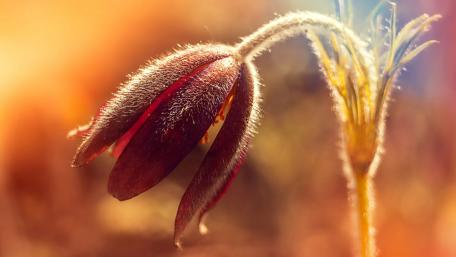 Graceful Bloom in Soft Light wallpaper