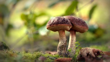 Mushroom Duo in a Natural Paradise wallpaper