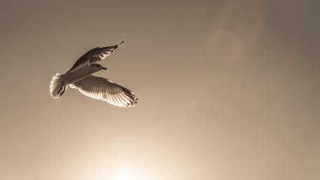 Soaring Bird Against a Soft Sunset Sky wallpaper