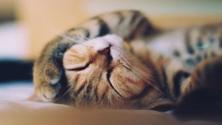 Sleeping Cat in Peaceful Slumber wallpaper