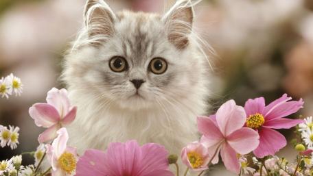 Fluffy Feline Amidst Blooming Flowers wallpaper