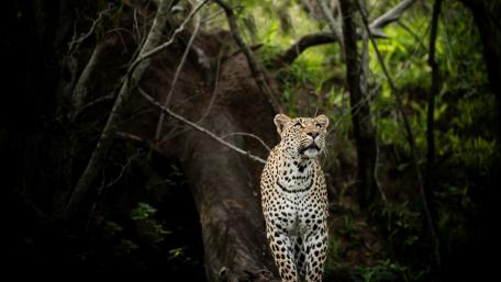 Majestic Leopard in Lush Forest Setting wallpaper