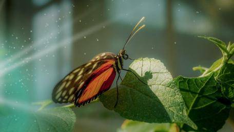 Vibrant Butterfly on Leaf in Nature's Embrace wallpaper
