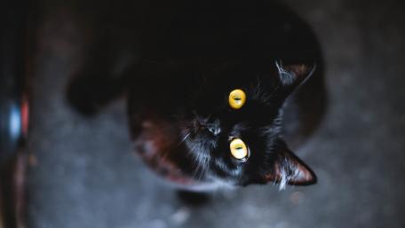 Mysterious Black Cat with Striking Eyes wallpaper