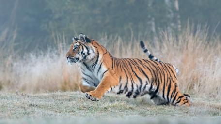 Majestic Tiger in Motion wallpaper