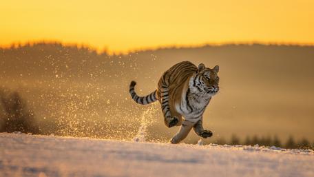 Majestic Tiger Running Through Snowy Landscape wallpaper