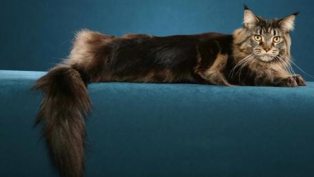 Elegant Maine Coon on Blue Background wallpaper
