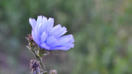Delicate Blue Flower in Nature's Embrace wallpaper