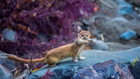 Weasel on a Stone with Prey in Its Mouth wallpaper