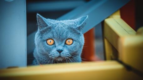 Mystical Blue Cat with Striking Eyes wallpaper
