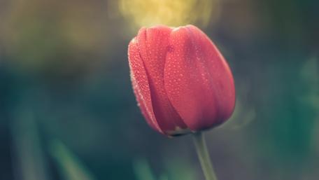 Delicate Red Tulip with Morning Dew wallpaper